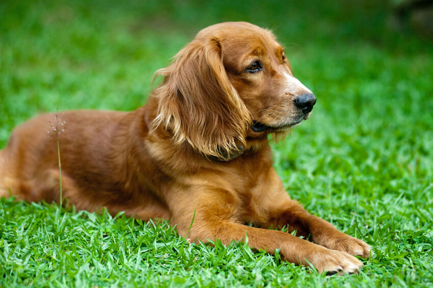 fressingfield dog paddock