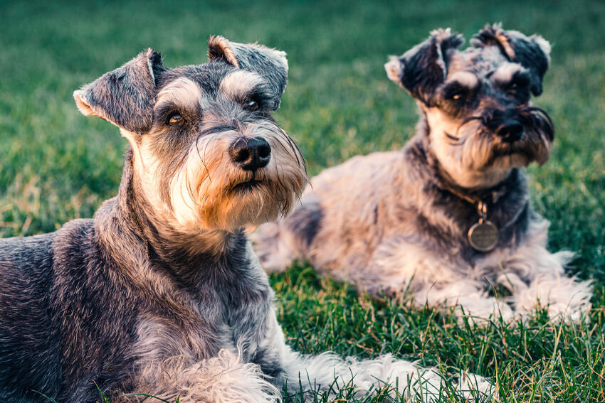 fressingfield dog run