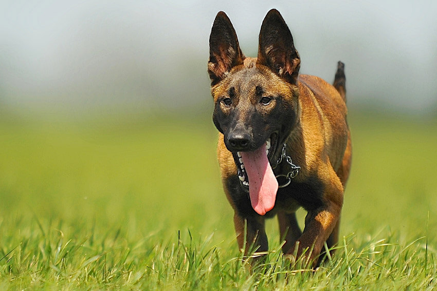 Fressingfield Dog Run