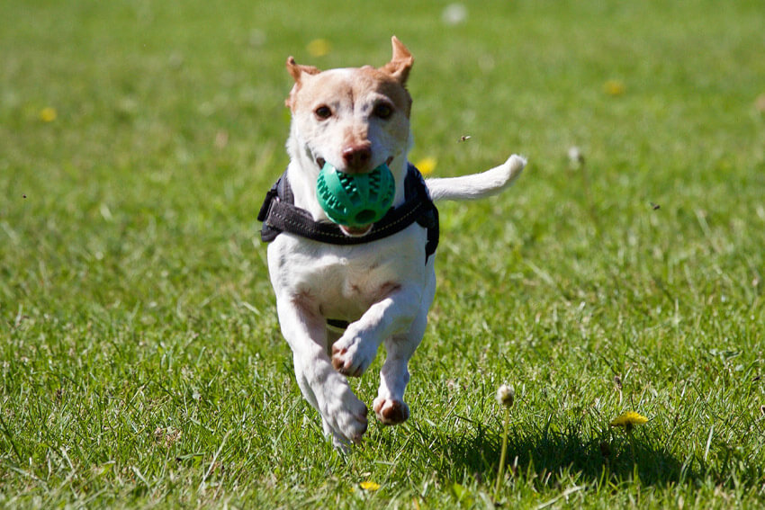 Fressingfield Dog Run