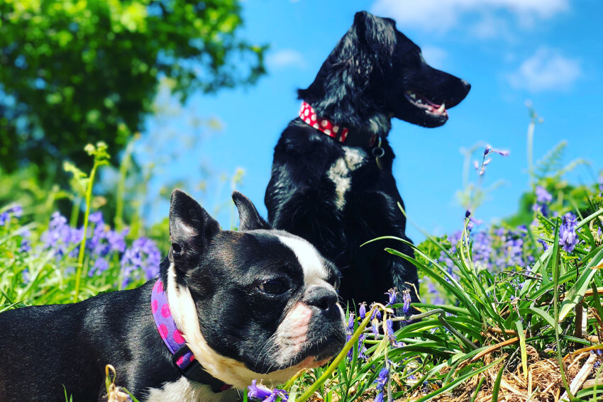 Fressingfield dog field